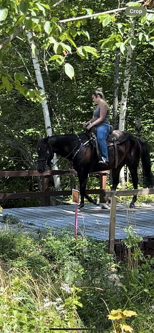 trail-riding-quarter-horse