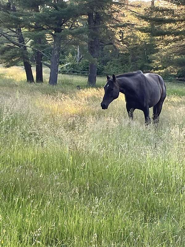 bay-english-pleasure-horse