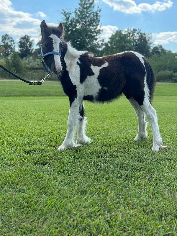 black-tobiano-pony-colt-mare