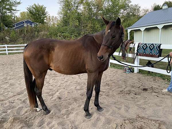 bay-barrel-racing-ridden-western-horse