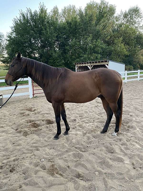 barrel-racing-ridden-western-gelding