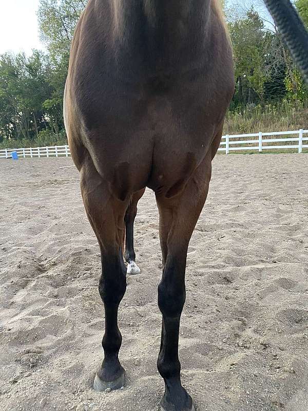 barrel-racing-ridden-western-horse