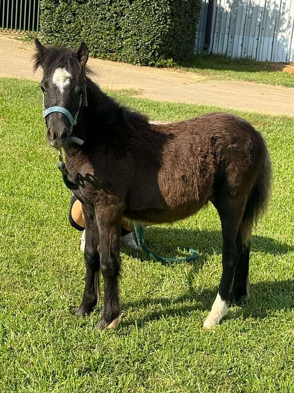 black-gypsy-vanner-pony-filly-mare