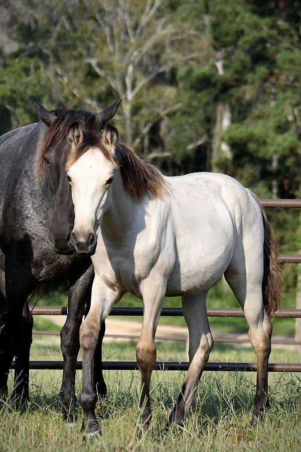 buckskin-roan-twhbea-filly