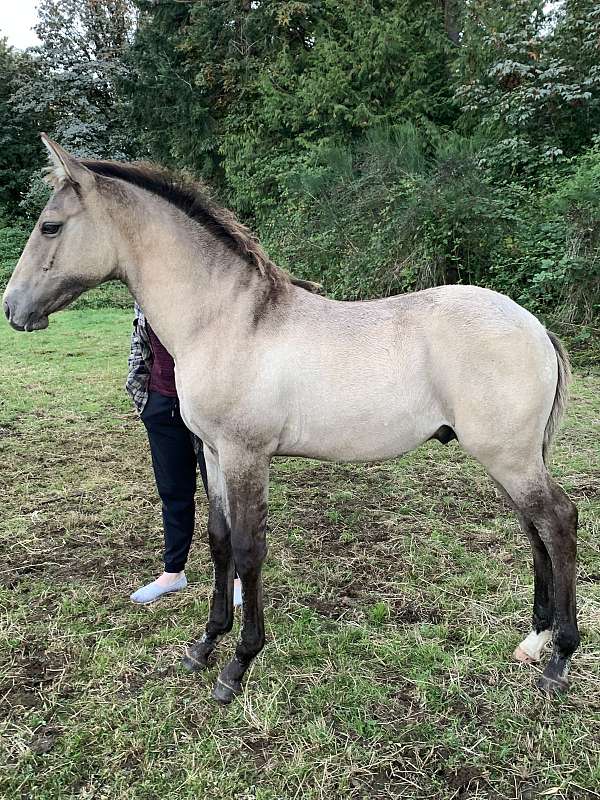 has-markings-of-a-grulla-horse