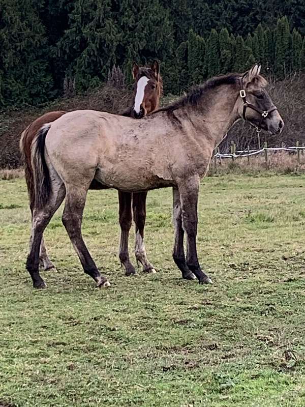 dark-patch-over-his-withers-horse