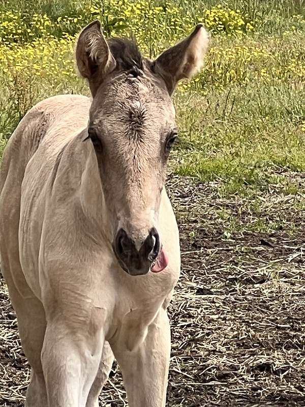 dark-dorsal-stripe-from-head-to-tip-of-tail-horse