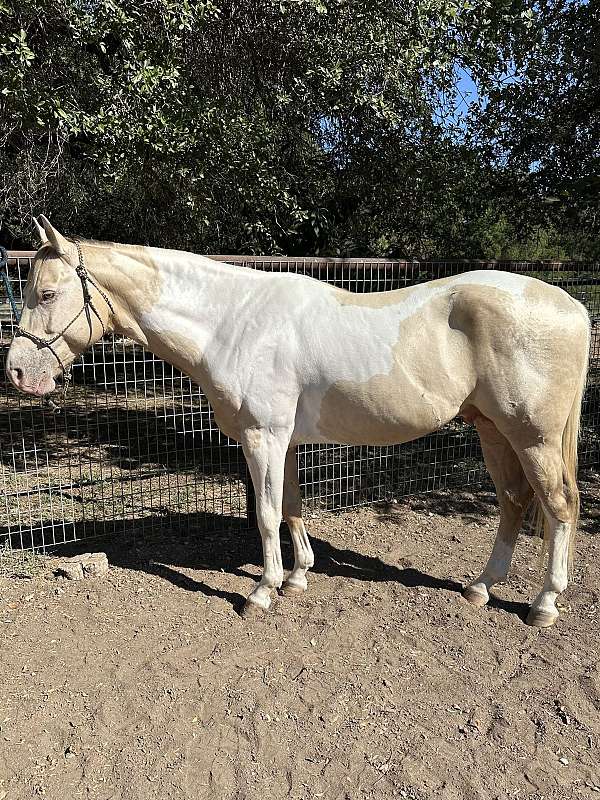 champagne-tobiano-project-stallion-horse