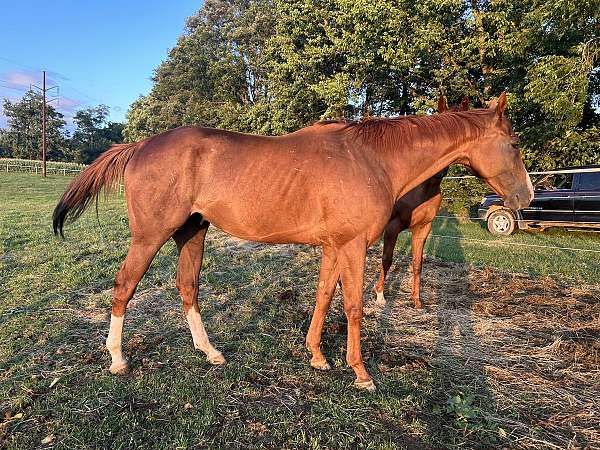 chestnut-stripe-white-legs-horse