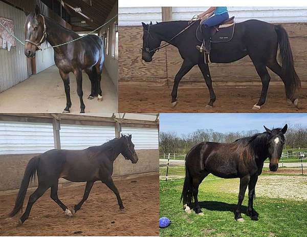 companion-standardbred-horse