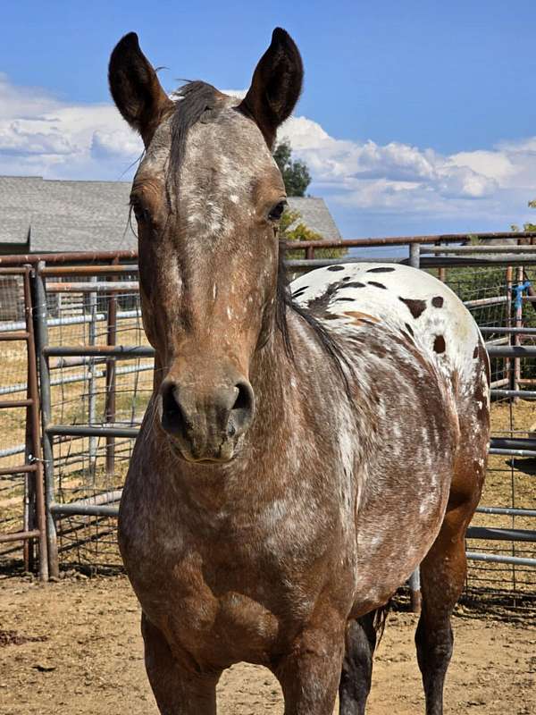 all-around-appaloosa-horse