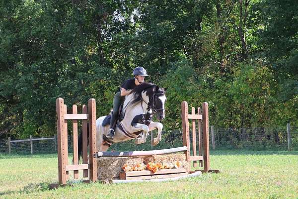 trail-ridin-pony