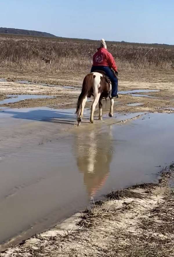 all-around-paint-horse