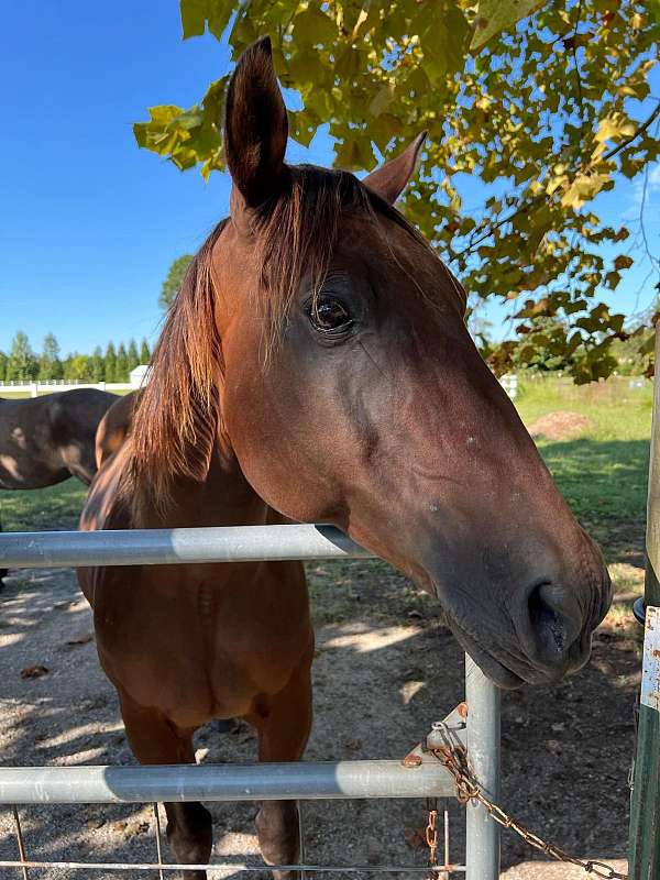 quarter-horse-gelding