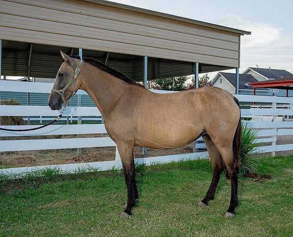 dunskin-andalusian-horse