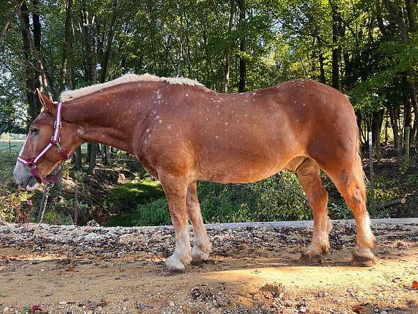 cross-experienced-belgian-horse