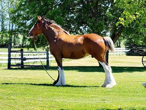 stallion-clydesdale-drum-horse