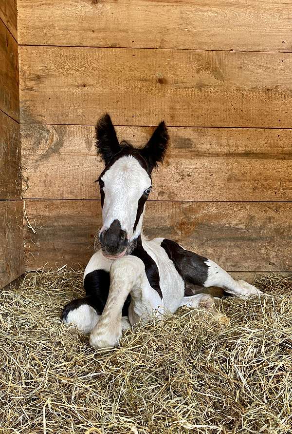 badger-nose-black-white-horse