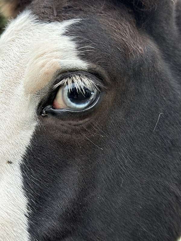 tobiano-badger-nose-black-white-horse