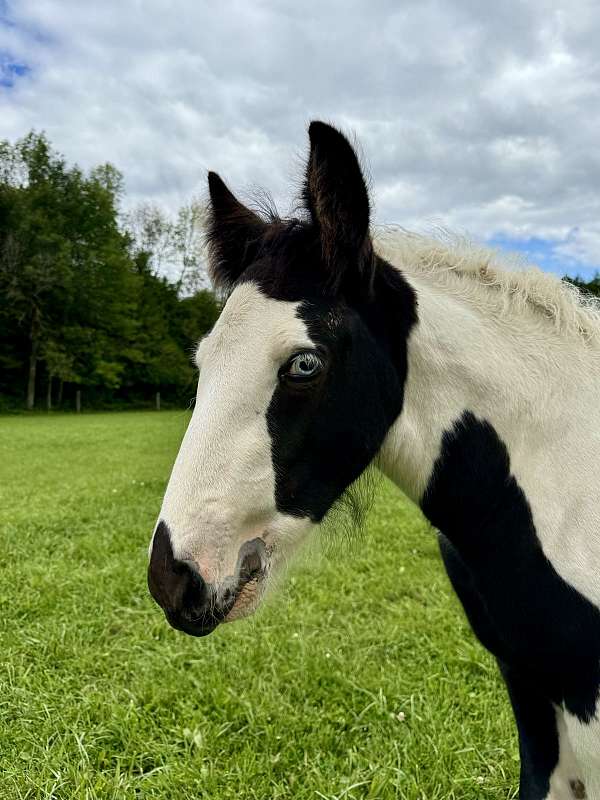 childrens-prospect-gypsy-vanner-horse