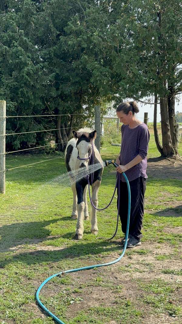 natural-horsemanship-colt