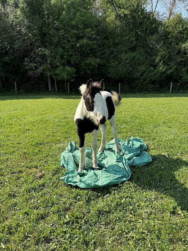 quiet-gypsy-vanner-horse