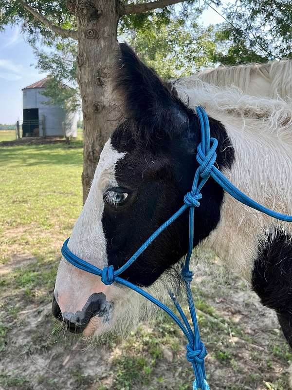 calm-gypsy-vanner-horse