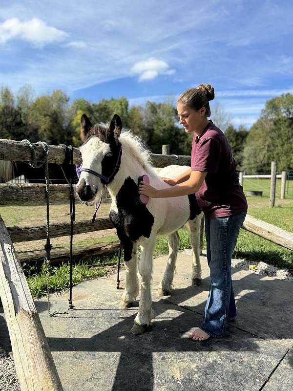 registered-gypsy-vanner-horse