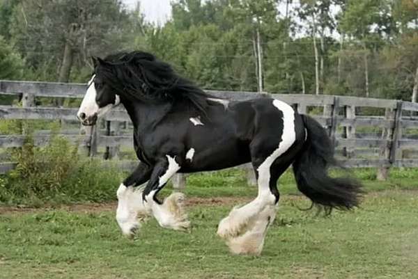 purebred-gypsy-vanner-horse