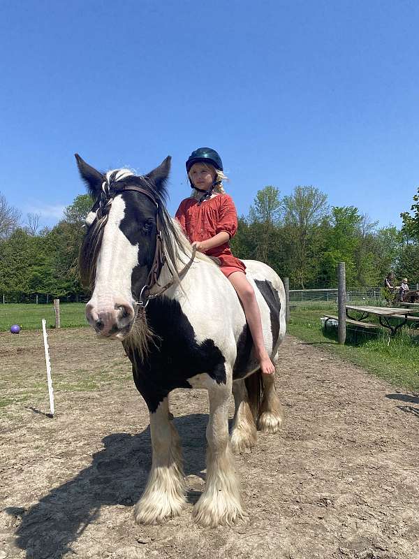 driving-gypsy-vanner-horse