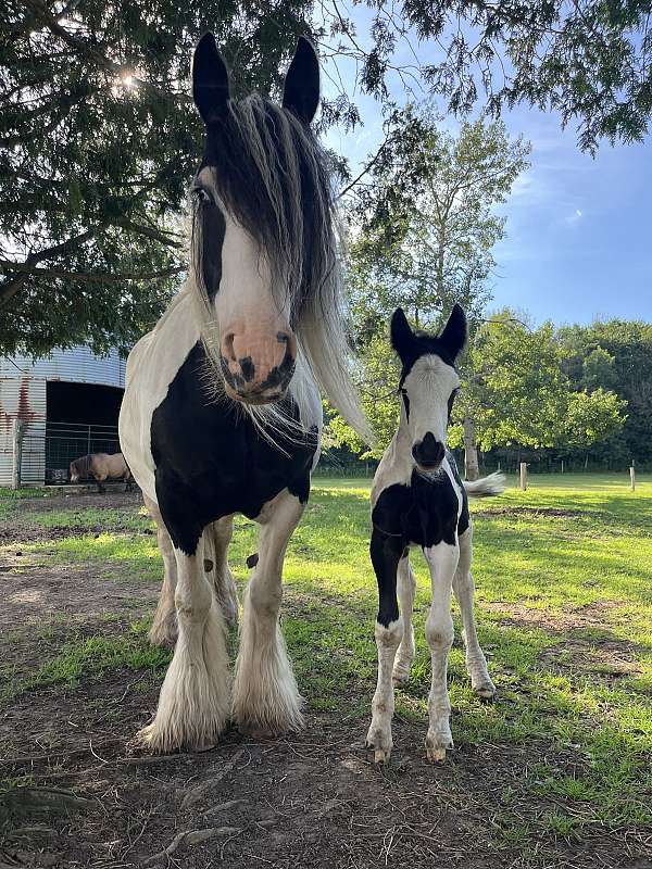 natural-horsemanship-gypsy-vanner-horse