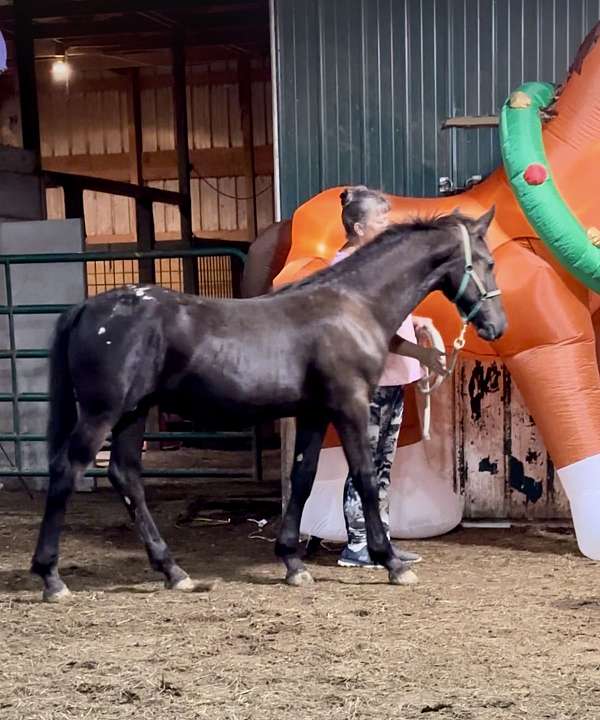 black-with-snowflakes-on-rump-lp-roaning-horse