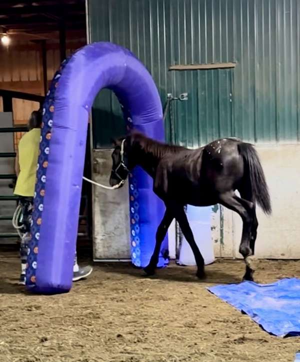 appaloosa-cross-friesian-horse