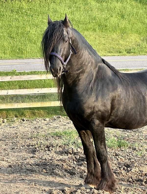 appaloosa-cross-horse