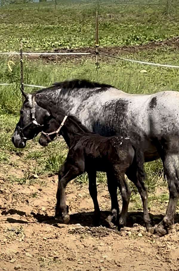 appaloosa-cross-colt