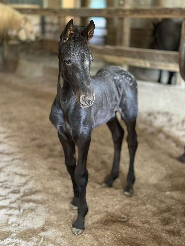 friesian-cross-horse