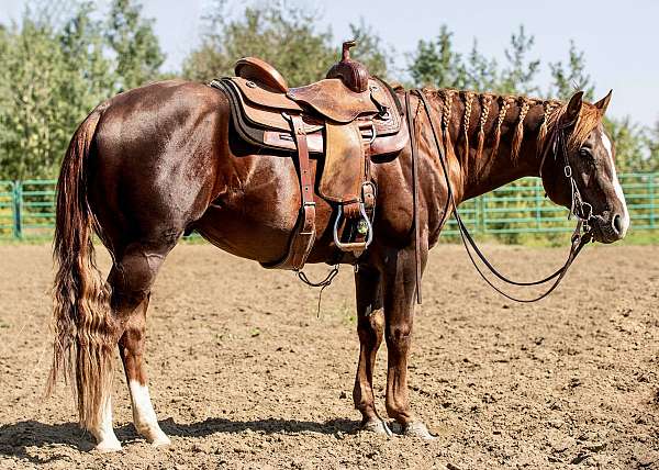 liver-chestnut-2-socks-blaze-horse