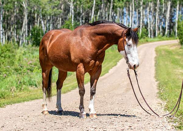 bay-roan-bald-face-4-socks-horse