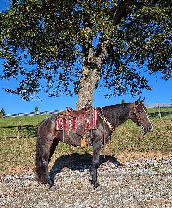 quarter-horse-for-sale