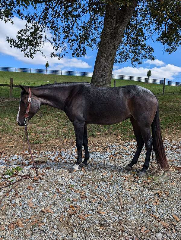 bay-roan-quarter-horse-mare