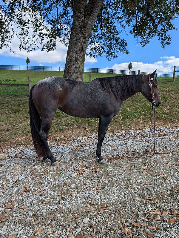 15-hand-bay-roan-horse