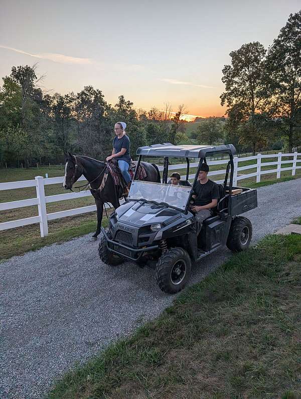 bay-roan-quarter-horse