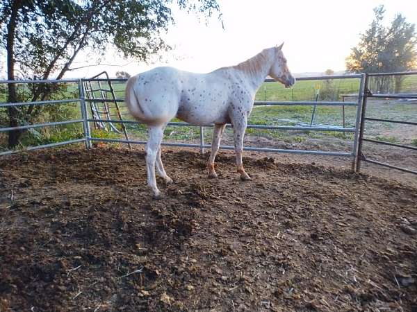 chestnut-leopard-spots-horse