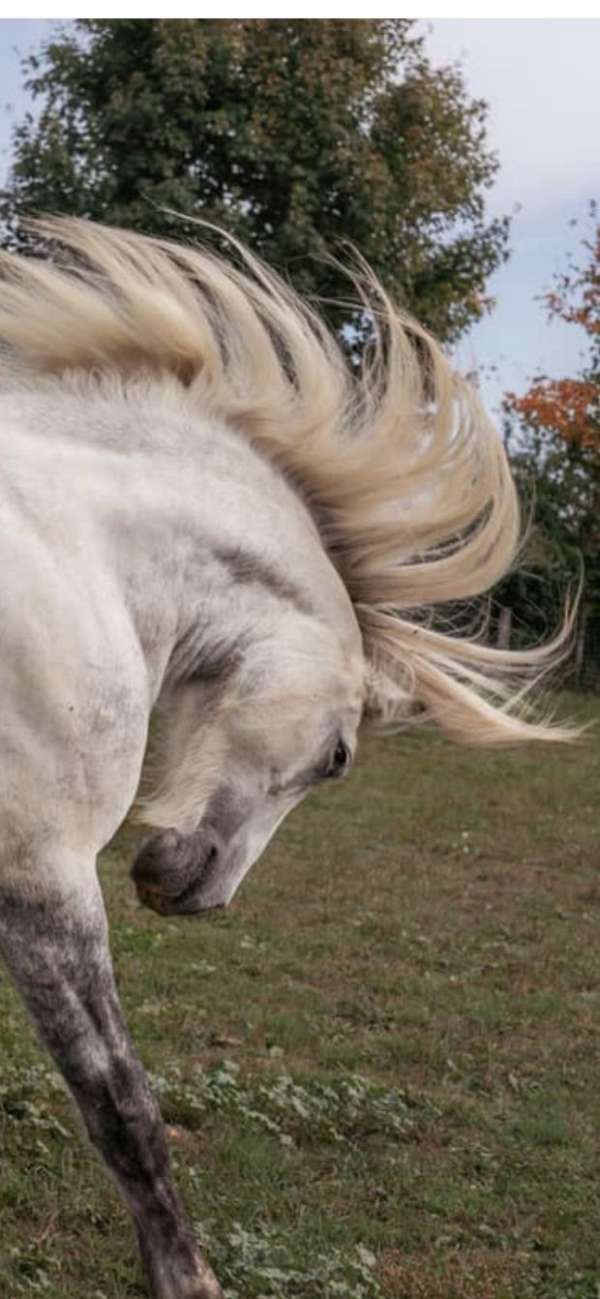 western-riding-friesian-percheron-horse