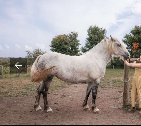 friesian-mare