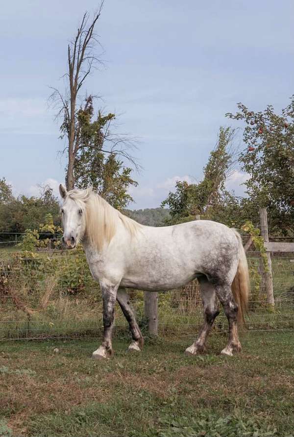 friesian-horse