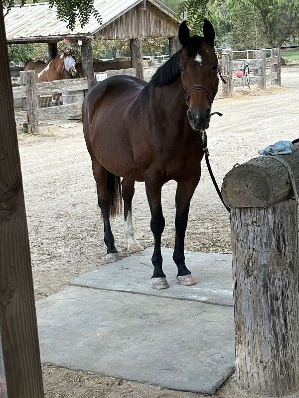 hanoverian-arabian-horse