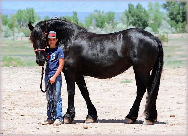 frieisan-friesian-for-sale-horse