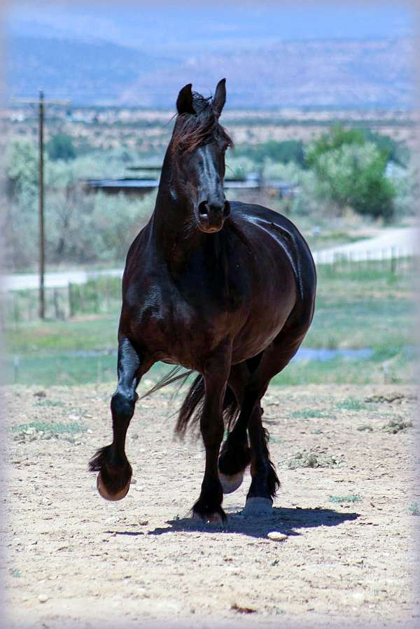 frieisan-friesian-for-sale-horse