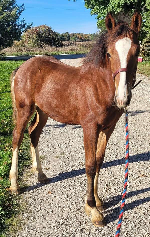 sport-clydesdale-horse